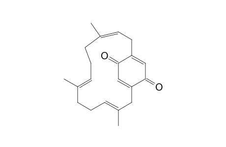 LONGITHORONE_B