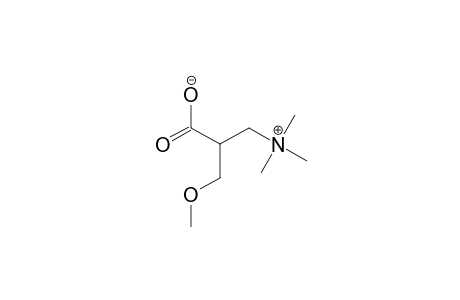 (-)-ECHINOBETAINE_A