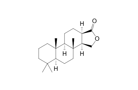 SPONGIAN-16-ONE