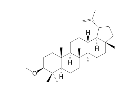 LUPEOL,3-METHYLETHER