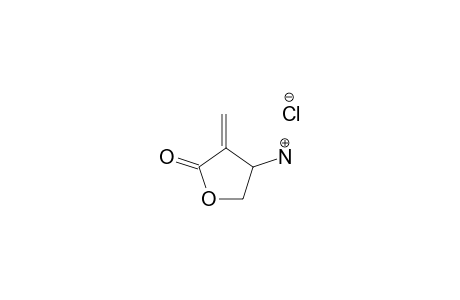 BETA-AMINO-ALPHA-METHYLENE-GAMMA-BUTYROLACTONE-HYDROCHLORIDE