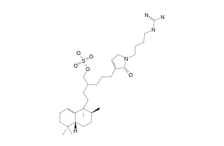 FASCIOSPONGINE_C