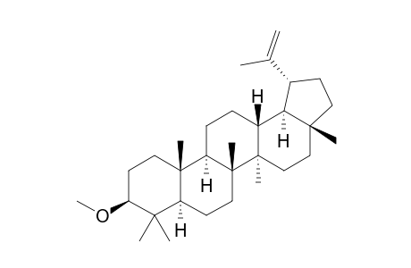 LUPEOL,3-METHYLETHER