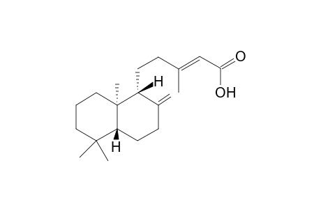 COPALIC_ACID;5-(2-METHYLENE-5,5,8A-TRIMEHYL-(1-R,4A-R,8A-R)-DECAHYDRONAPHTHALEN-1-YL)-3-METHYLPENT-2-E-ENOIC_ACID