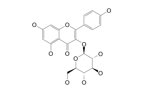 Astragalin