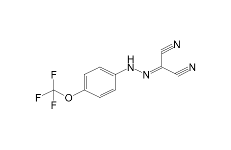 FCCP