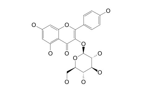 Astragalin